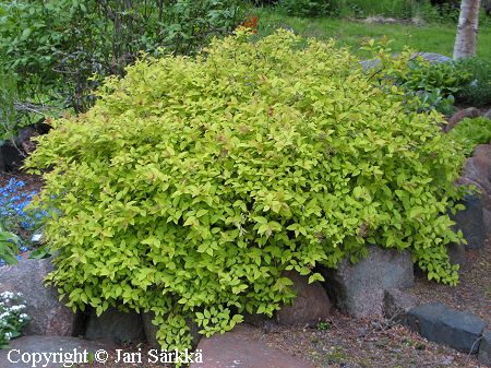 Spiraea japonica 'Golden Princess', keltajapaninangervo.jpg